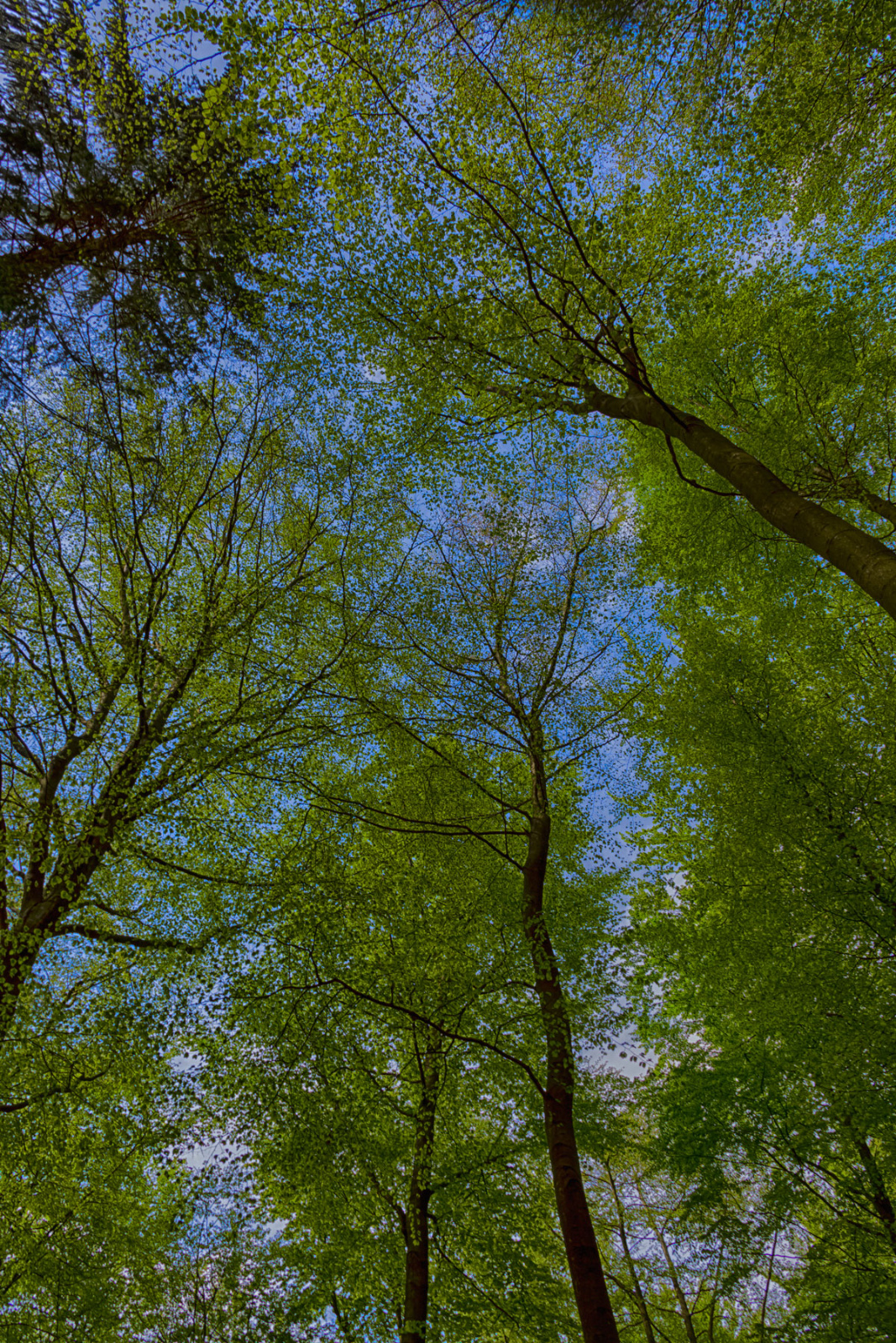 Kloster Heisterbach 0151